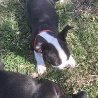 Puppy 5, a female Boston Terrier for sale in Ferris, TX – Photo 2 of 9