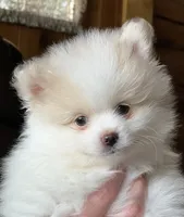 AKC Karmel Kiss, a male Pomeranian for sale in Bonners Ferry, ID – 1 of 2
