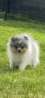 AKC Mercedes , a female Pomeranian for sale in Bonners Ferry, ID – 4 of 4