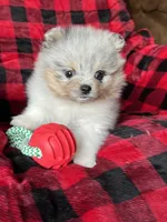 AKC Mercedes , a female Pomeranian for sale in Bonners Ferry, ID – Photo 2 of 3