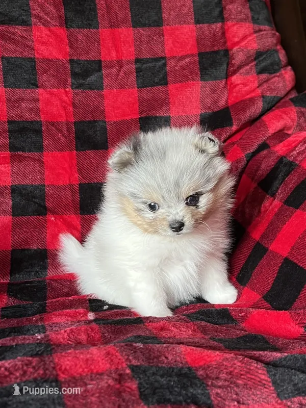 AKC Mercedes  – Pomeranian puppy for sale in Bonners Ferry, ID