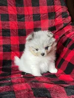 AKC Mercedes , a female Pomeranian for sale in Bonners Ferry, ID – Photo 1 of 3