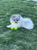 AKC Mercedes , a female Pomeranian for sale in Bonners Ferry, ID – Photo 3 of 3