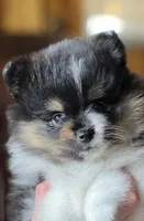 AKC Cherish, a female Pomeranian for sale in Bonners Ferry, ID – 2 of 2