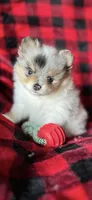 AKC. Monte, a male Pomeranian for sale in Bonners Ferry, ID – Photo 1 of 2