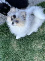 AKC. Monte, a male Pomeranian for sale in Bonners Ferry, ID – Photo 2 of 2