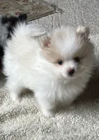 AKC Karmel Kiss, a male Pomeranian for sale in Bonners Ferry, ID – 2 of 2
