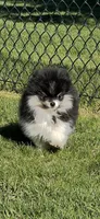 AKC Maverick, a male Pomeranian for sale in Bonners Ferry, ID – Photo 2 of 2