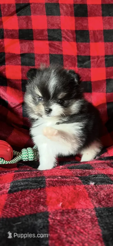 AKC Maverick, a male Pomeranian for sale in Bonners Ferry, ID – Photo 1 of 2