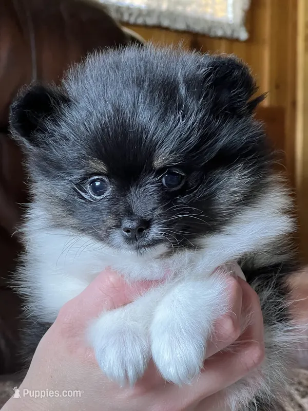 AKC Kammi – Pomeranian puppy for sale in Bonners Ferry, ID