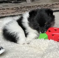 AKC Kammi, a female Pomeranian for sale in Bonners Ferry, ID – 2 of 2