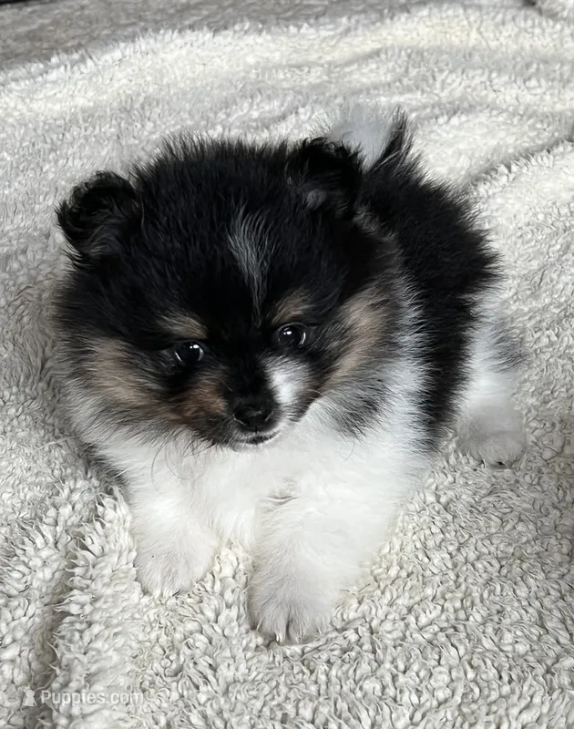 AKC Cherish – Pomeranian puppy for sale in Bonners Ferry, ID