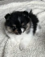 AKC Cherish, a female Pomeranian for sale in Bonners Ferry, ID – 1 of 2