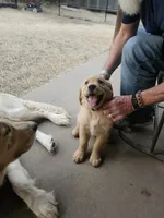 Mr. Mac, a male Golden Retriever for sale in Kempner, TX – Photo 7 of 9