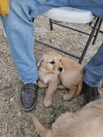 Mr. Mac, a male Golden Retriever for sale in Kempner, TX – Photo 3 of 9