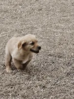 Mr. Mac, a male Golden Retriever for sale in Kempner, TX – Photo 4 of 9