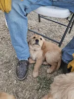 Mr. Mac, a male Golden Retriever for sale in Kempner, TX – Photo 2 of 9