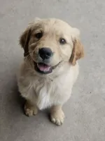 Mr. Mac, a male Golden Retriever for sale in Kempner, TX – Photo 1 of 9