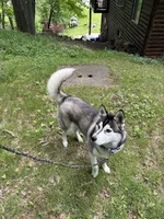 Otis, a male Siberian Husky for sale in Park Rapids, MN – 2 of 6