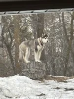 Otis, a male Siberian Husky for sale in Park Rapids, MN – 3 of 6