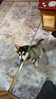 Otis, a male Siberian Husky for sale in Park Rapids, MN – 5 of 6
