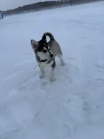 Otis, a male Siberian Husky for sale in Park Rapids, MN – 6 of 6