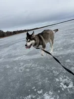 Otis, a male Siberian Husky for sale in Park Rapids, MN – 4 of 6