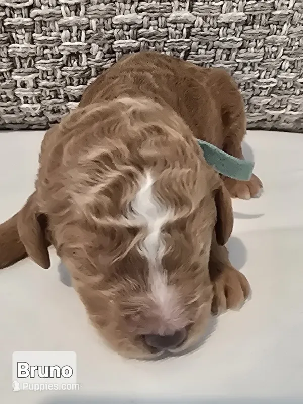 Bruno – Poodle - Standard  puppy for sale in Davenport, FL