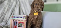 Sophia, a female Poodle - Standard  for sale in Davenport, FL – 8 of 8