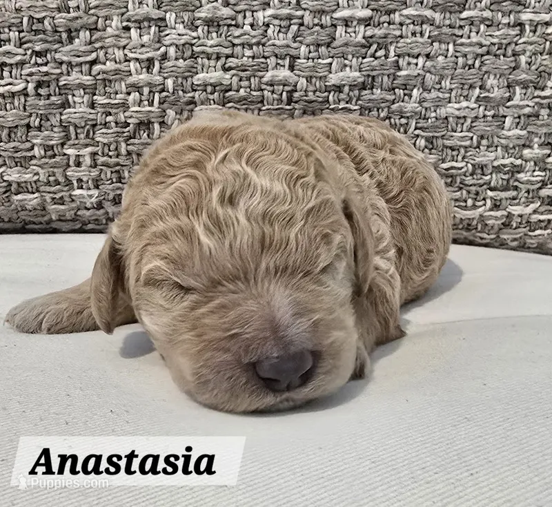 Anastasia – Poodle - Standard  puppy for sale in Davenport, FL