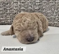 Anastasia, a female Poodle - Standard  for sale in Davenport, FL – 1 of 6