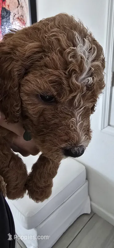 Bruno – Poodle - Standard  puppy for sale in Davenport, FL