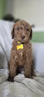 Sophia, a female Poodle - Standard  for sale in Davenport, FL – 7 of 8