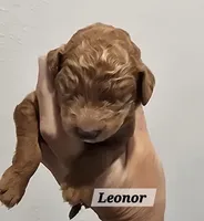 Leonor, a female Poodle - Standard  for sale in Davenport, FL – 2 of 6