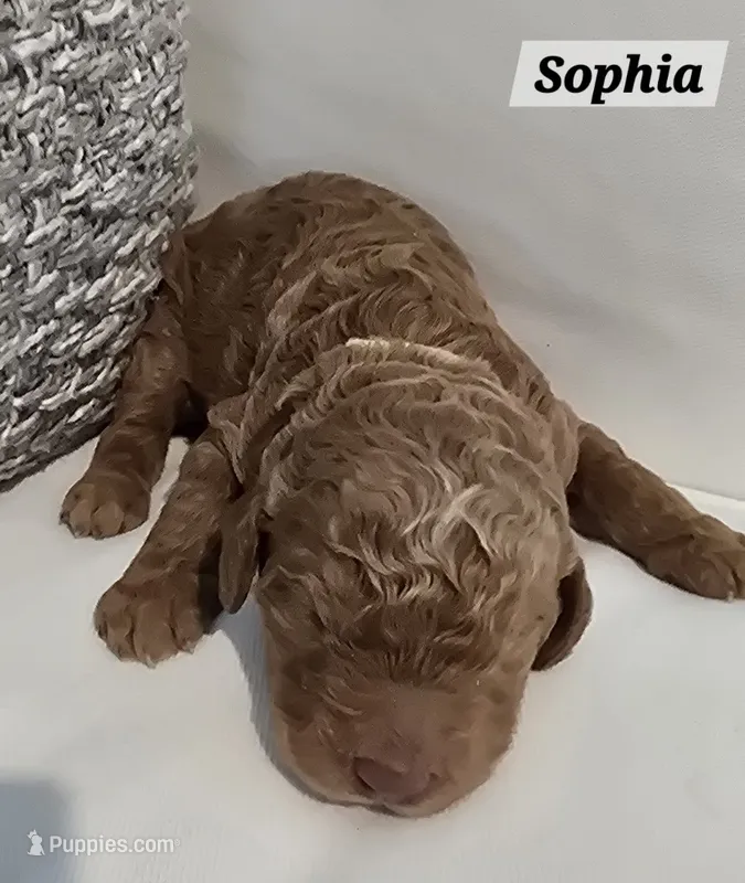Sophia – Poodle - Standard  puppy for sale in Davenport, FL