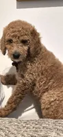 Anastasia, a female Poodle - Standard  for sale in Davenport, FL – 1 of 10