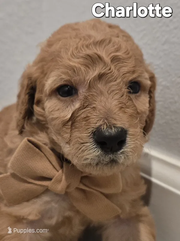 Charlotte – Poodle - Standard  puppy for sale in Davenport, FL