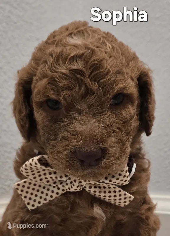 Sophia – Poodle - Standard  puppy for sale in Davenport, FL