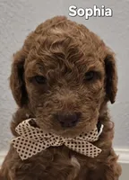 Sophia, a female Poodle - Standard  for sale in Davenport, FL – 1 of 8
