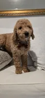Anastasia, a female Poodle - Standard  for sale in Davenport, FL – 9 of 10