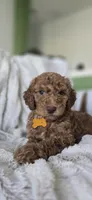 Sophia, a female Poodle - Standard  for sale in Davenport, FL – 4 of 8