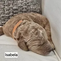 Isabela, a female Poodle - Standard  for sale in Davenport, FL – 2 of 4