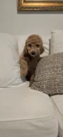 Anastasia, a female Poodle - Standard  for sale in Davenport, FL – 8 of 10