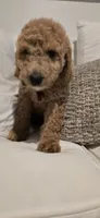 Anastasia, a female Poodle - Standard  for sale in Davenport, FL – 7 of 10