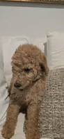 Anastasia, a female Poodle - Standard  for sale in Davenport, FL – 6 of 10