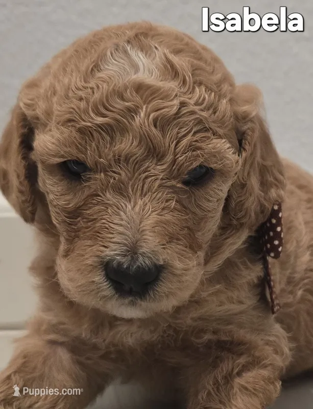 Catherine – Poodle - Standard  puppy for sale in Davenport, FL