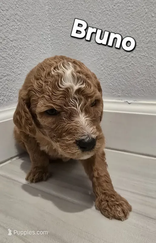 Bruno – Poodle - Standard  puppy for sale in Davenport, FL