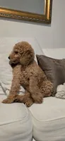 Anastasia, a female Poodle - Standard  for sale in Davenport, FL – 3 of 10