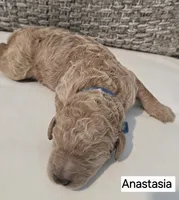 Anastasia, a female Poodle - Standard  for sale in Davenport, FL – 4 of 6