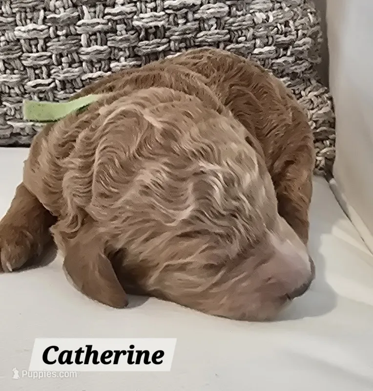 Catherine – Poodle - Standard  puppy for sale in Davenport, FL